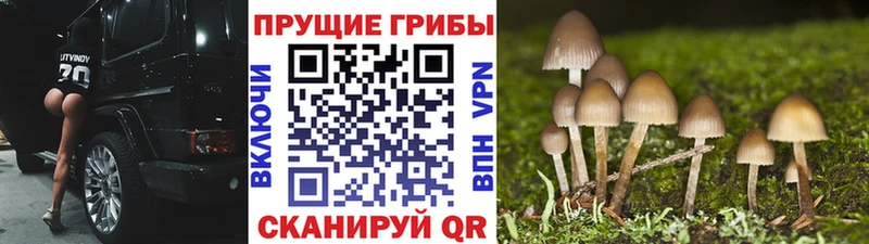Купить  Топки  Псилоцибиновые грибы мухоморы 